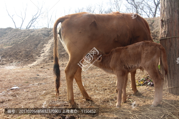 出生8天的小牛犢,（23）
