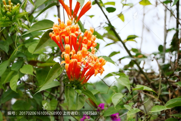炮杖花