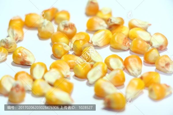 玉米