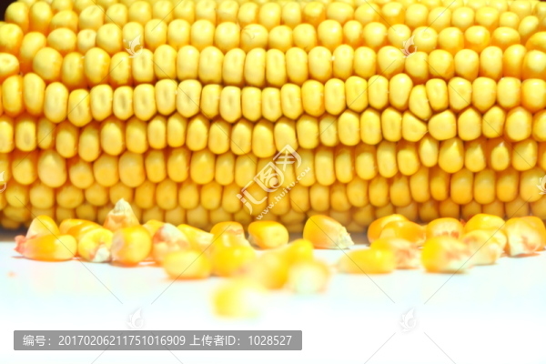 玉米