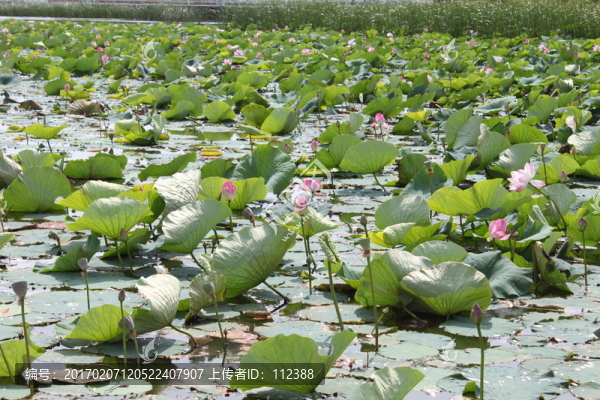 嫩江農(nóng)場,水上公園,荷花,蓮