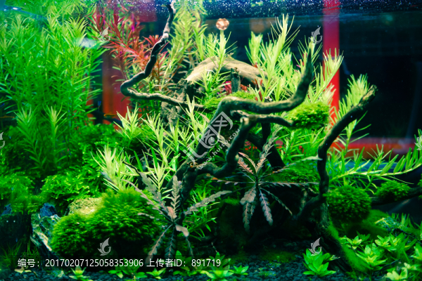 金魚缸背景,水族箱造景