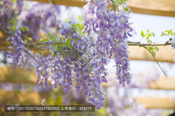 紫藤花架