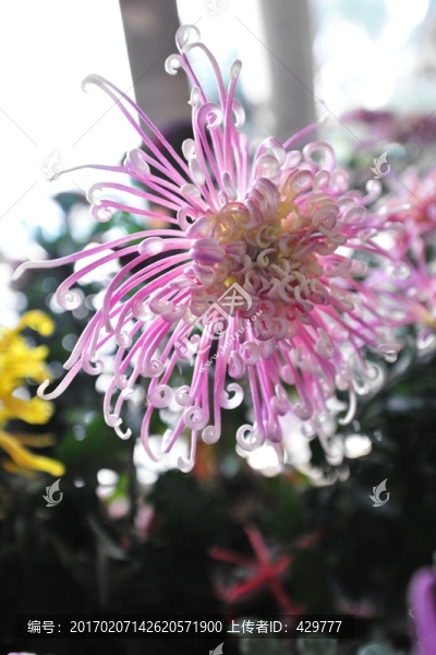 秋菊