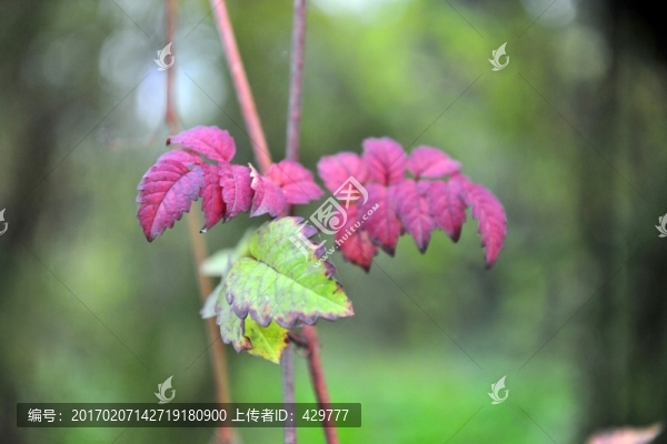 樹葉