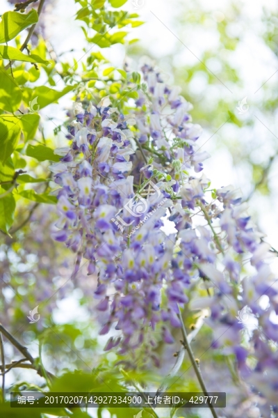 園林綠化,紫藤花