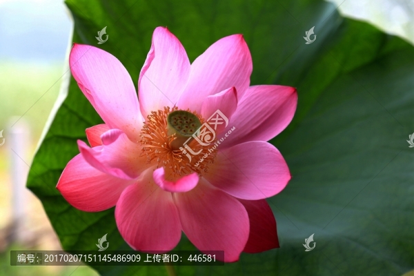 微山湖紅荷