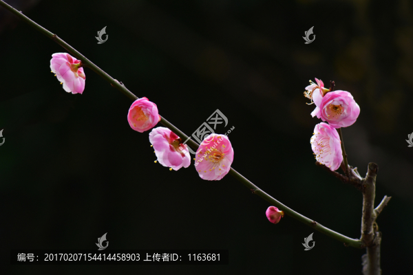 梅花