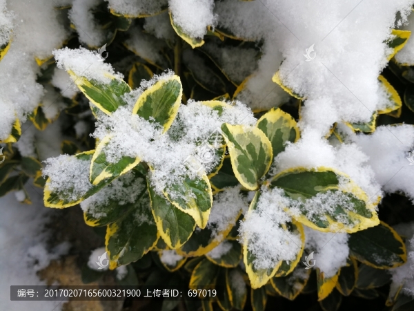 瑞雪兆豐年
