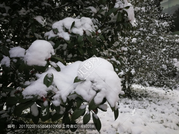 瑞雪兆豐年