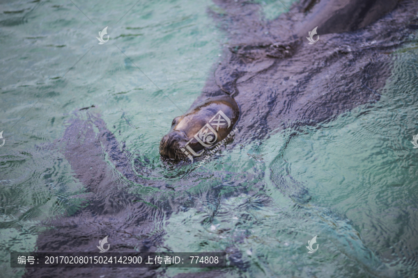 海獅