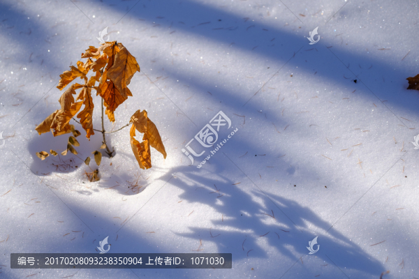 冬雪