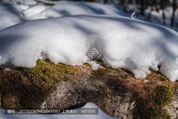 冬雪