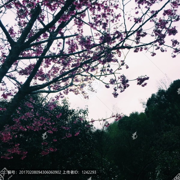 櫻花