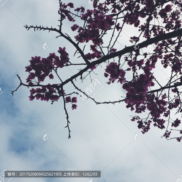 櫻花