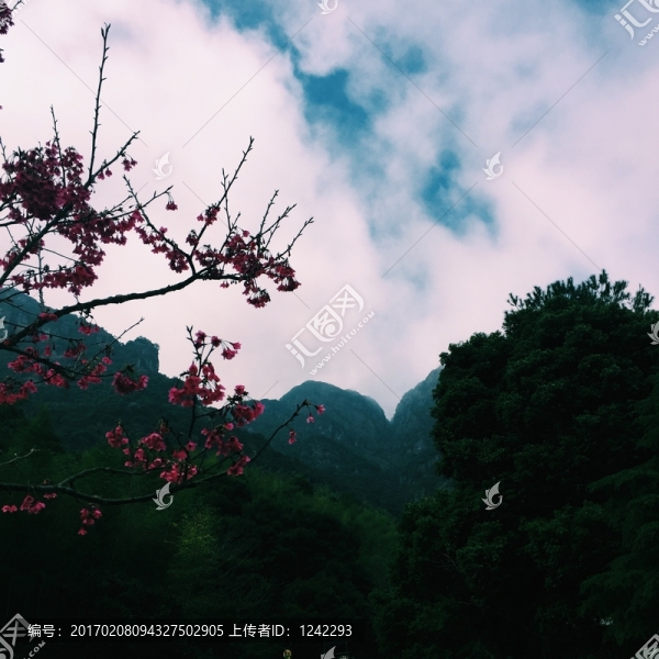櫻花