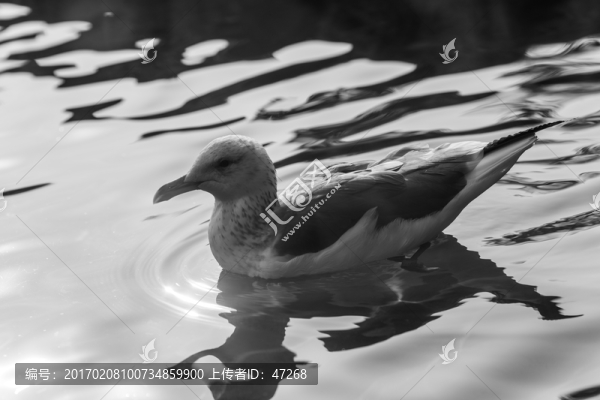 海鷗
