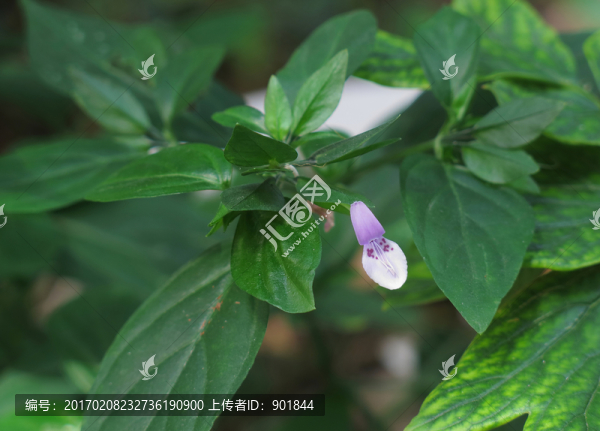 九頭獅子草