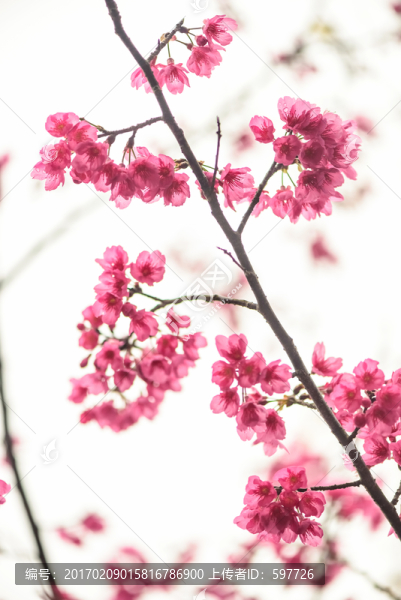 櫻花豎幅