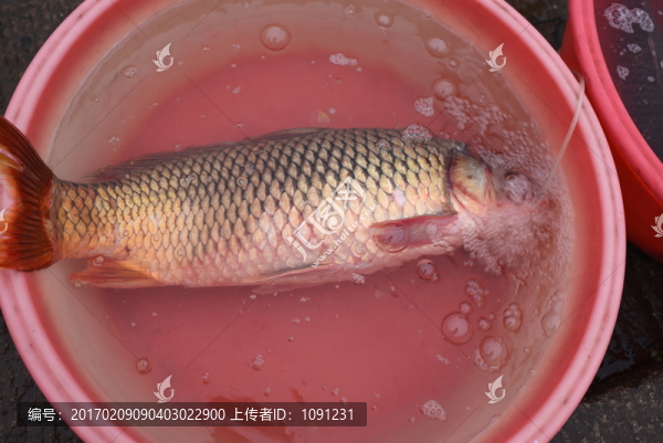 河邊魚,吃氧,臉盆的魚