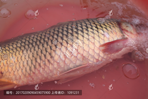 吸氧的魚(yú)