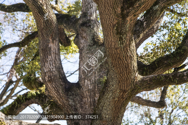樹木枝干