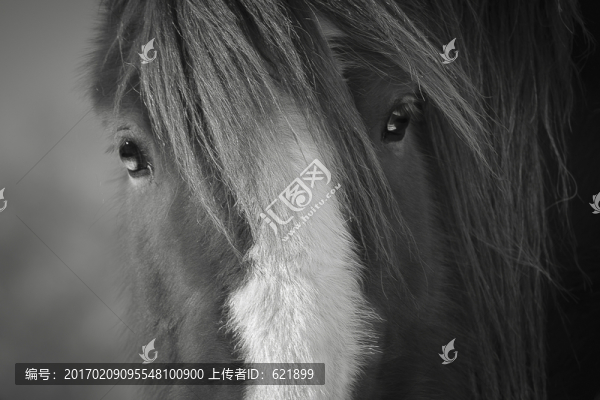 馬的眼睛