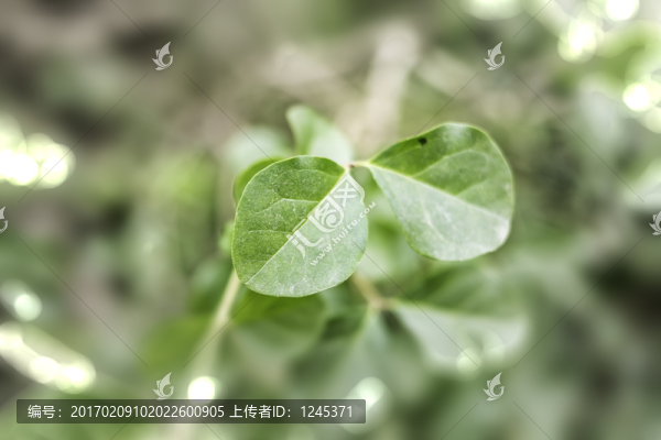 綠色植物樹葉微距特寫