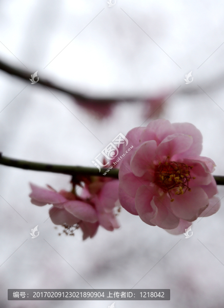 梅花