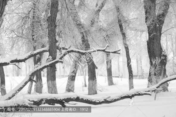 冬雪