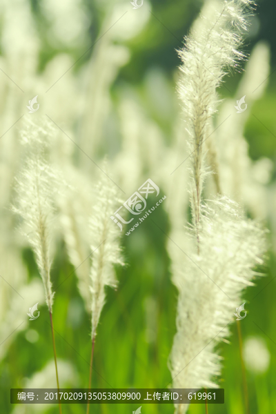 茅草,唯美夢(mèng)幻背景