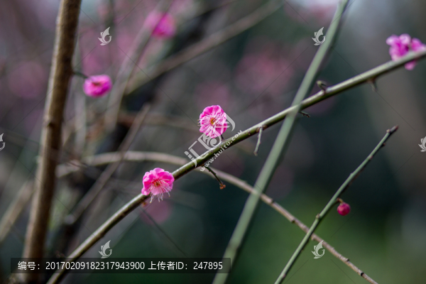 梅花
