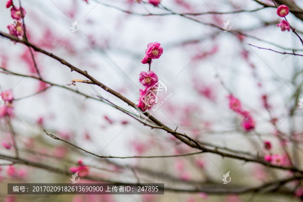 梅花