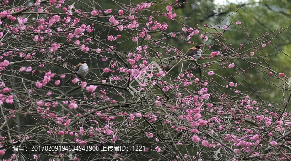 鳥梅心語