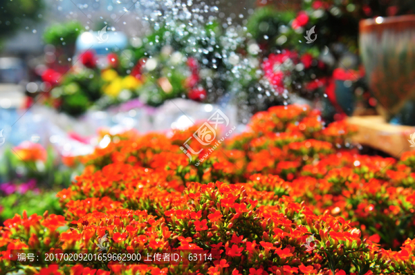 花卉,春節(jié)花市,光彩奪目,鮮花