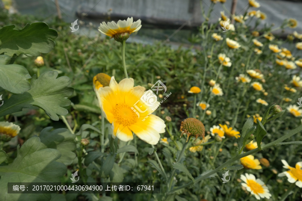 蒿子稈花開