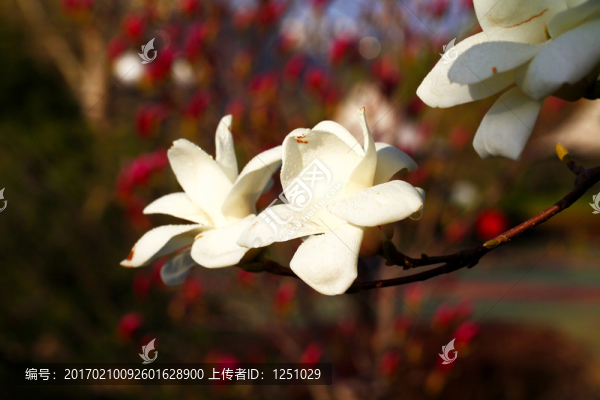 玉蘭