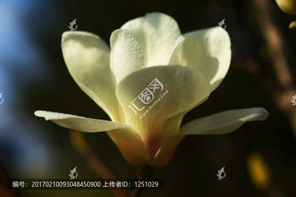 玉蘭