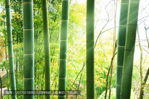 竹林,晨光