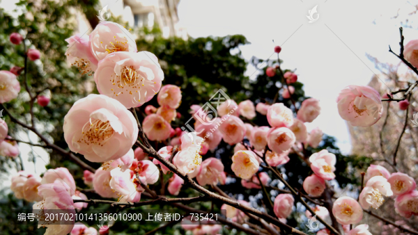 梅花