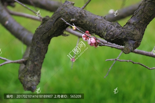梅花
