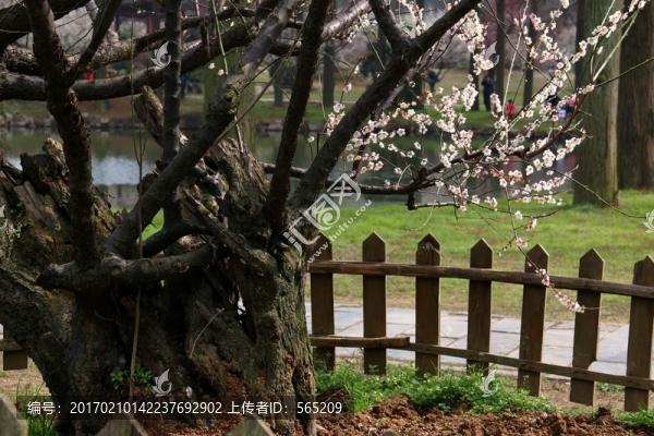 梅花