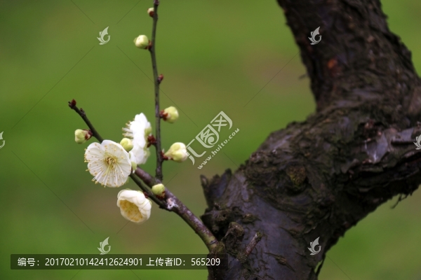 梅花