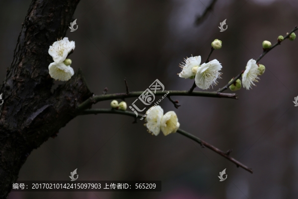 梅花