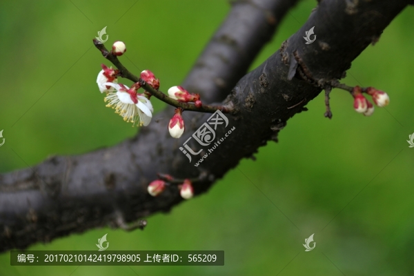 梅花