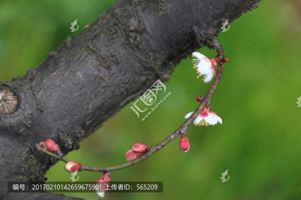梅花