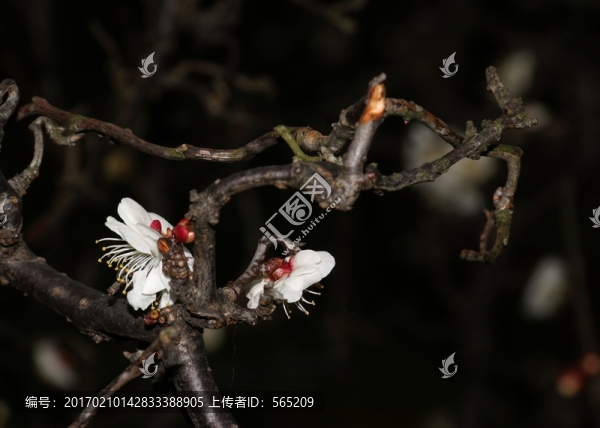 龍游梅