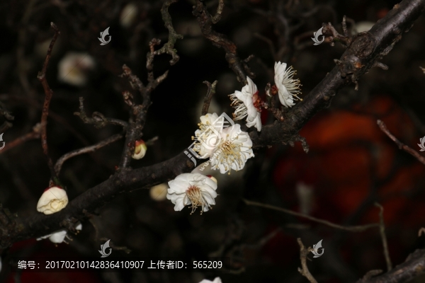 龍游梅