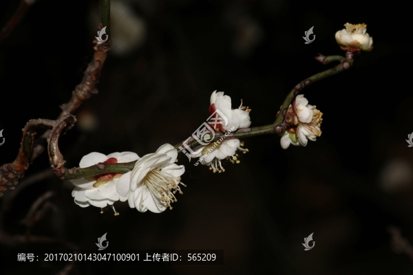 龍游梅