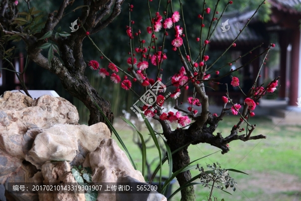 梅花